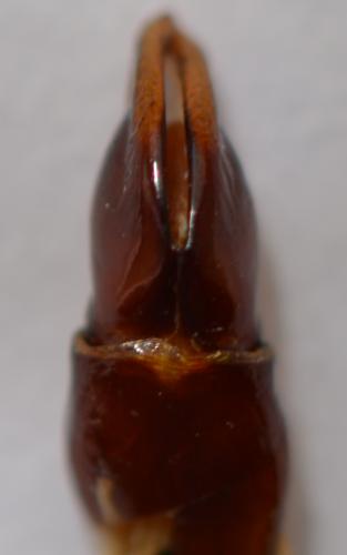 Agestrata luconica